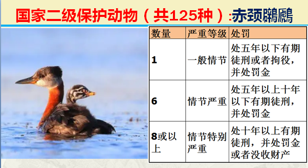 国家最新125类二级野生保护名录，图片及违法对应刑责