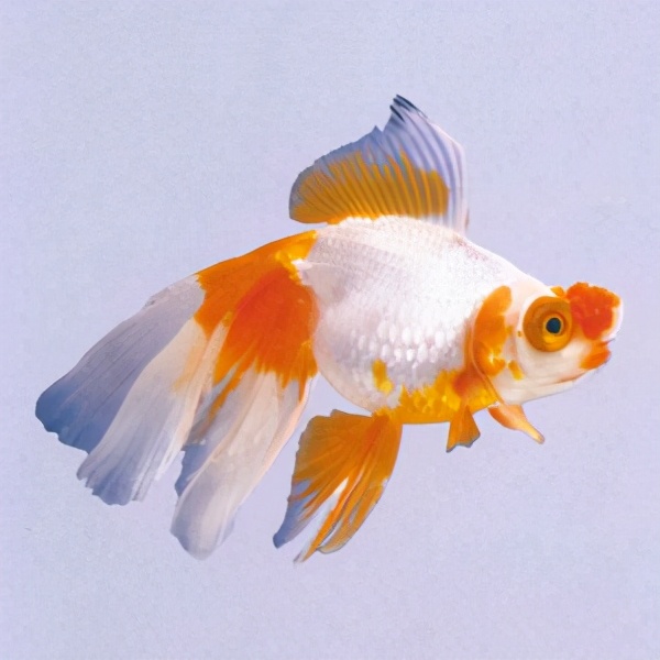 漂亮的金鱼欣赏108种_观赏鱼类_西南渔业网 水产养殖专业网 渔业行业