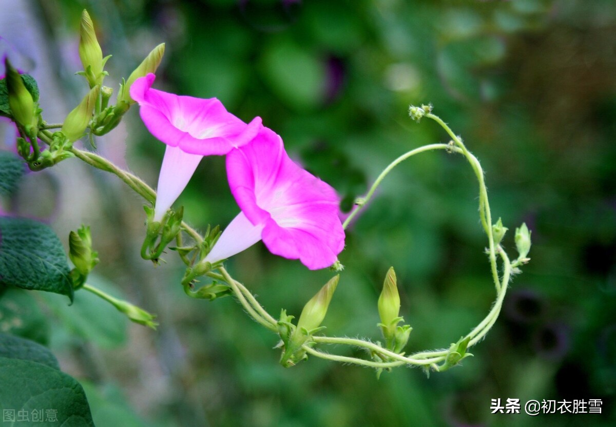 五月朝顏 牽牛花五首 名在星河上 花開曉露間 竹引牽牛花滿街 初衣勝雪 Mdeditor