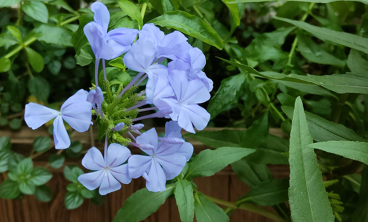 夏日里海风相伴，OPPO Reno5 Pro+记录厦门印象