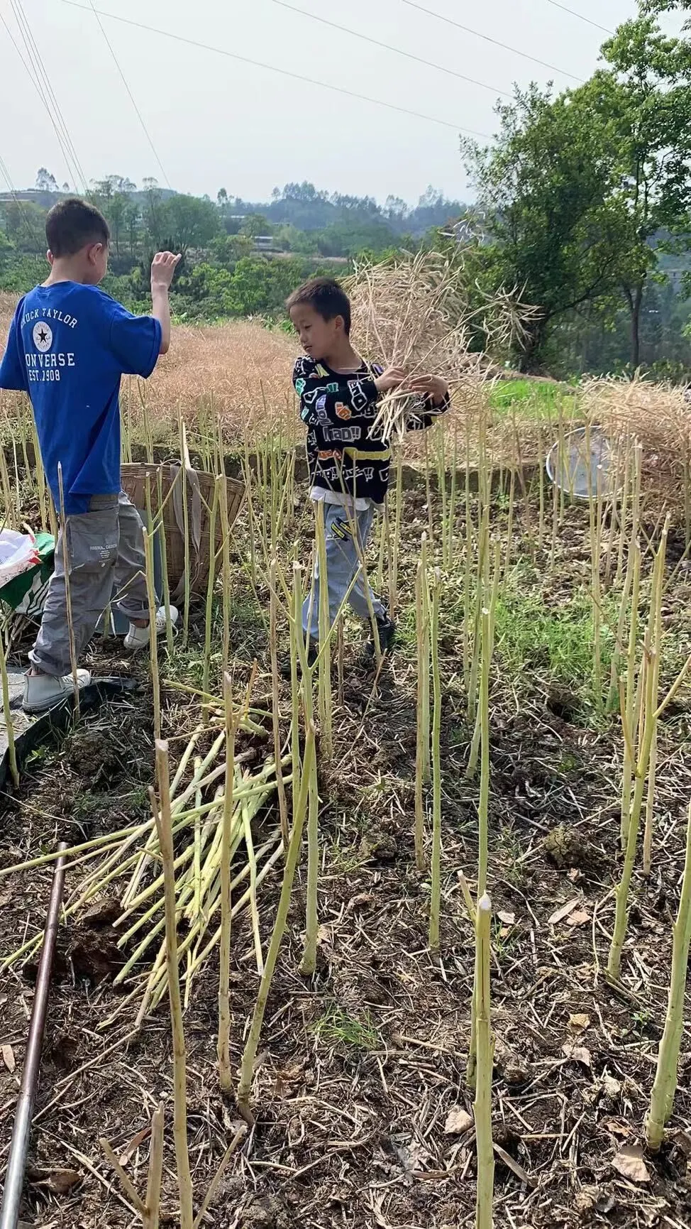 我劳动 我快乐 我成长——四川天府新区新兴小学劳动教育特色课程二