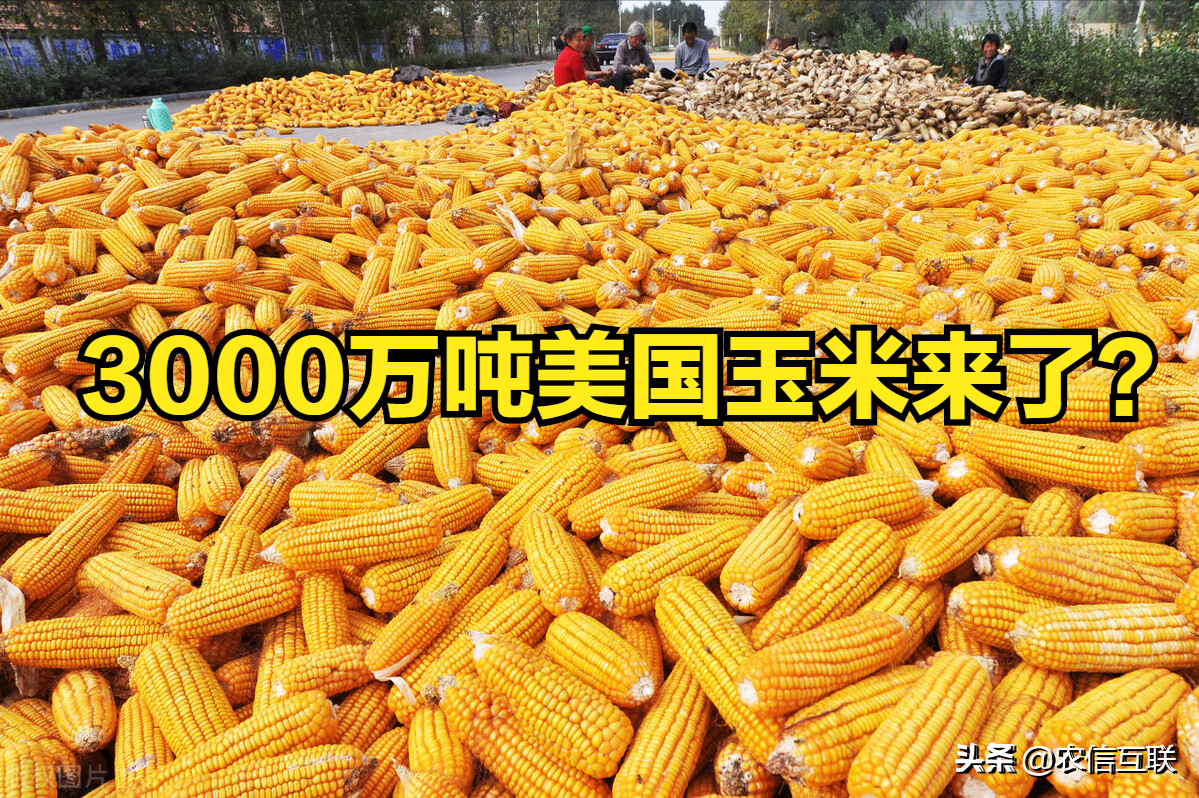 中国采购3000万吨美国玉米，会引发玉米暴跌？不要忽略这三点