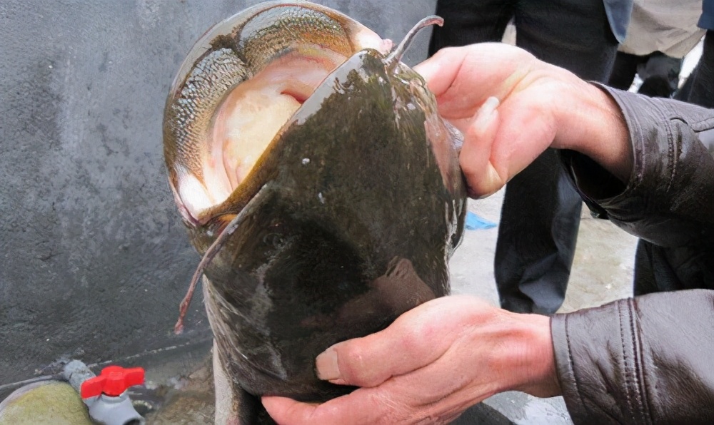 創(chuàng)歷史新高，長江四大家魚產(chǎn)卵43億粒，意味著禁漁能逐步放開了？