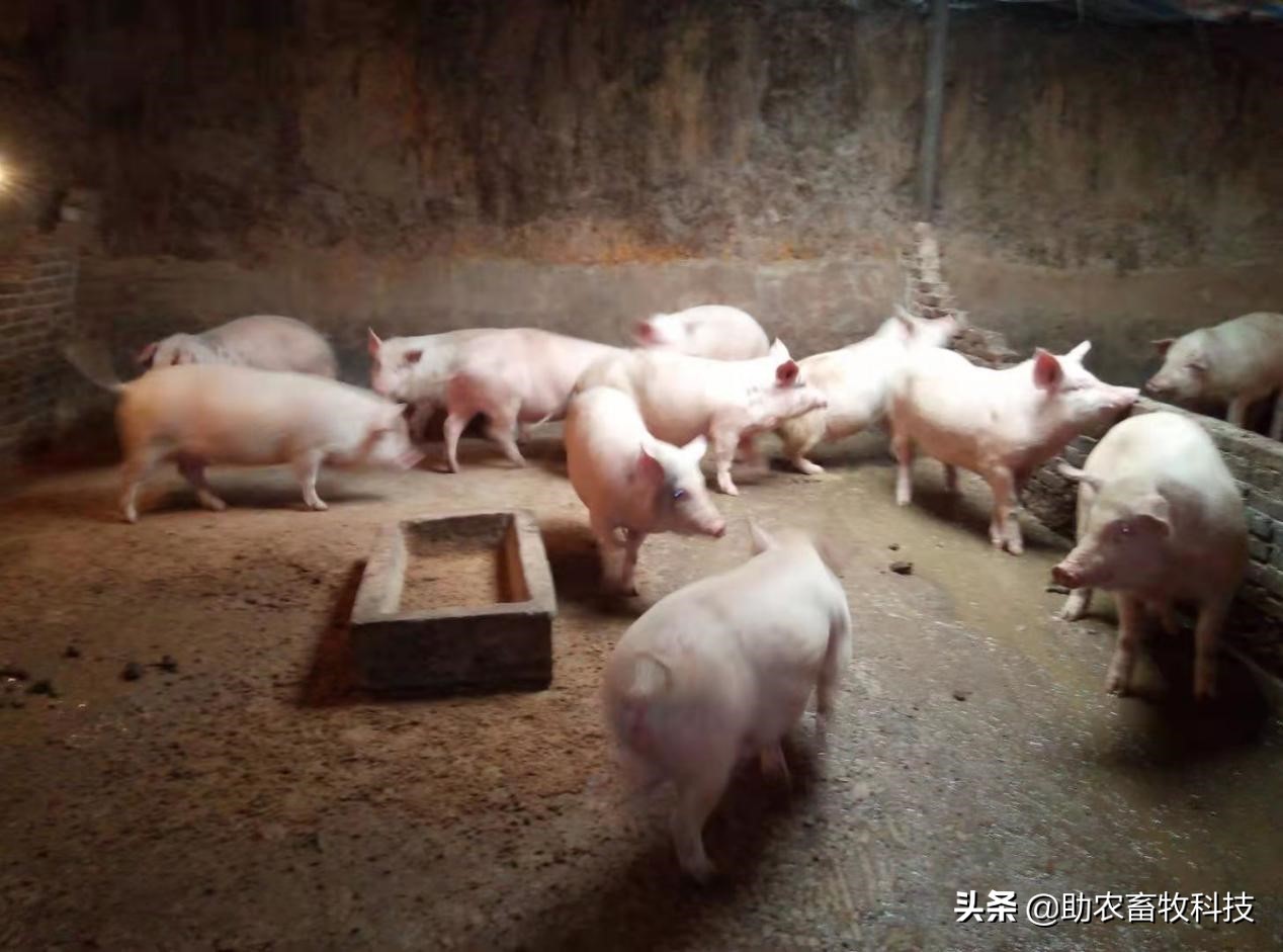 重庆这个猪场用发酵中药防控疾病方案效果很满意