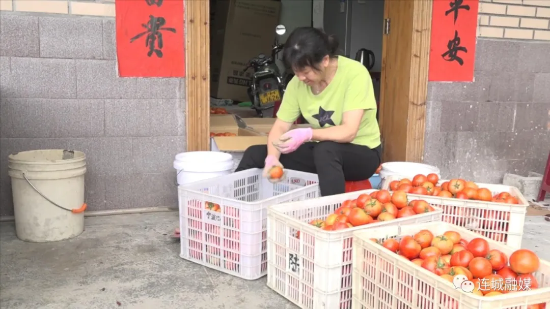 「全面推進鄉村振興」文亨：種植綠色生態西紅柿 打造“一村一品”特色產業
