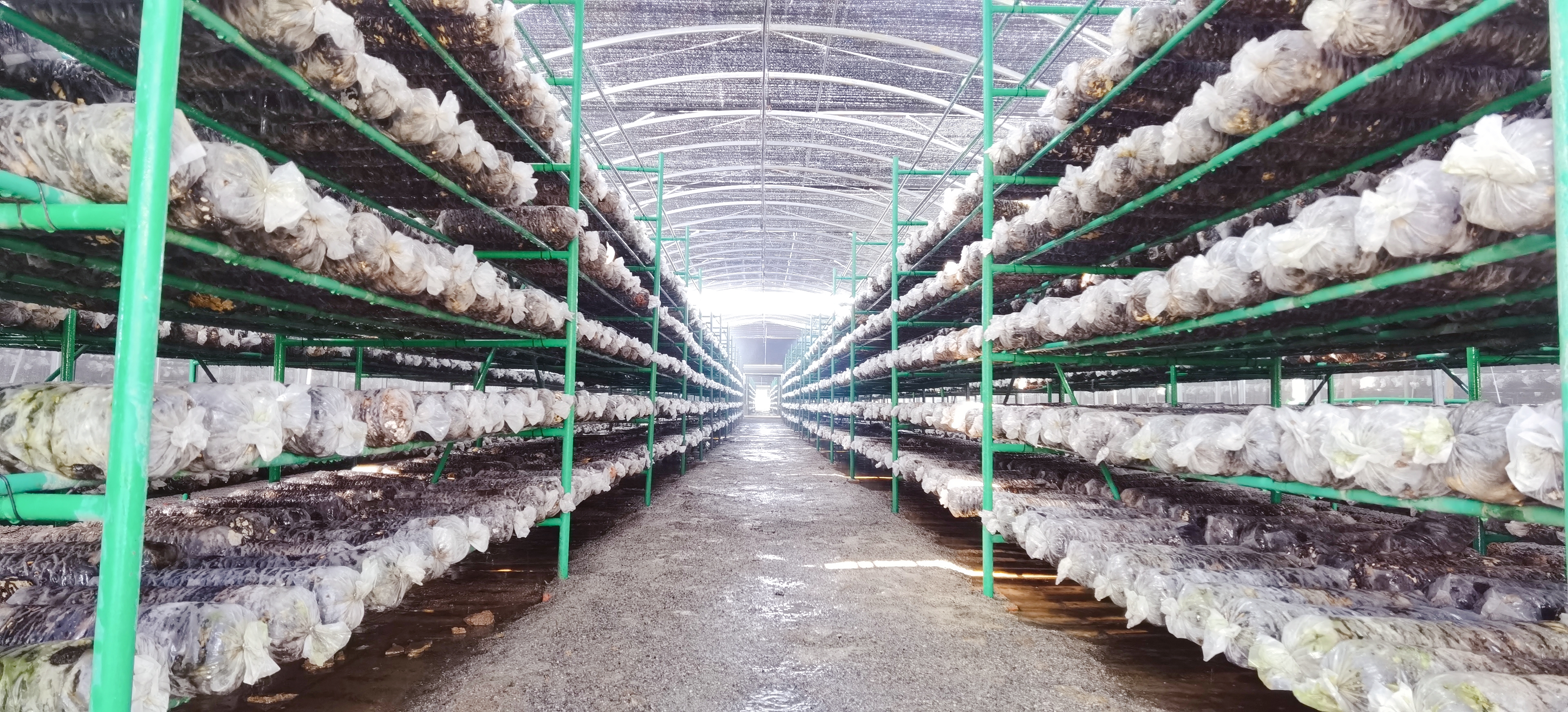 产业撑起致富路“食用菌”助推乡村振兴——信阳市正和农业“好菇粮”食用菌基地三期项目顺利投产