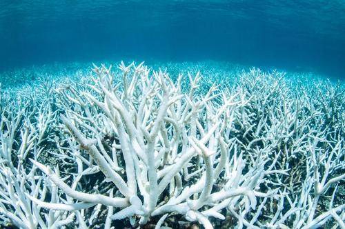 地球出事了，珊瑚显示出生物大灭绝特征，或迎来第六次生物大灭绝