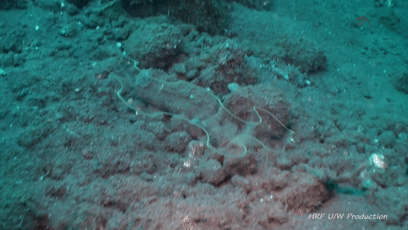 透過皮膚一眼就能看到內髒，這6種透明生物毫無隱私可言