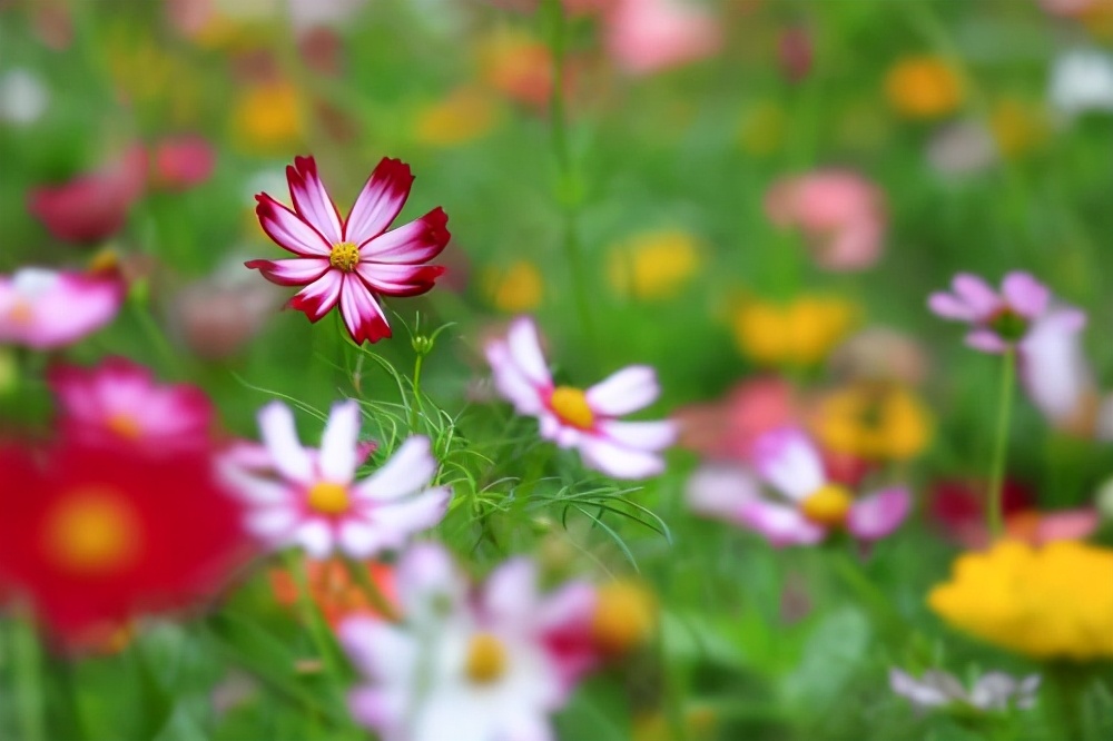 秋花 原创 全网搜