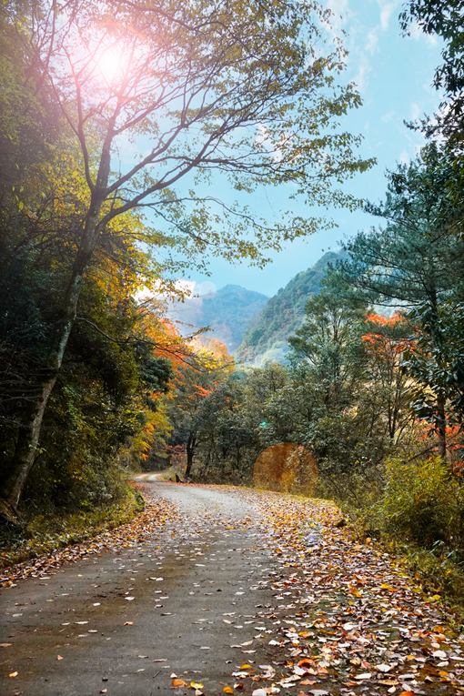 四川|媲美光雾山！平武这条沟，藏着一个惊艳的彩林秘境！