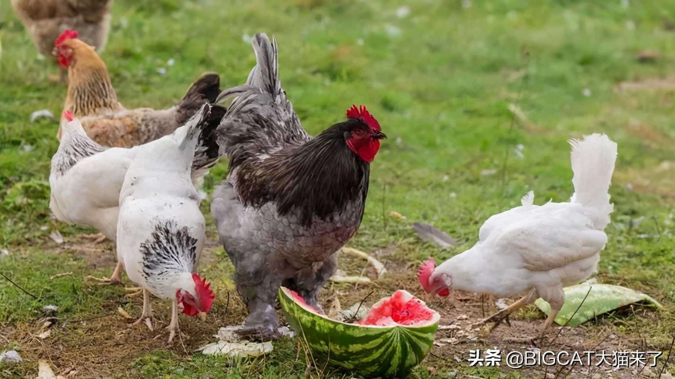 人类为何不能驯化老虎？动物被驯化的6个条件，老虎有3个不满足