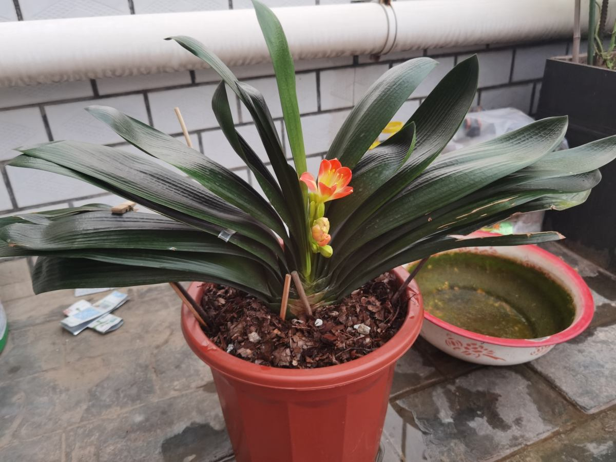 耐陰的15種植物，家里沒光也能養(yǎng)，還能開花爆盆