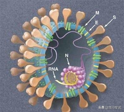 在西方世界肆虐近万年的天花，为何在我国没有掀起“大风大浪”？