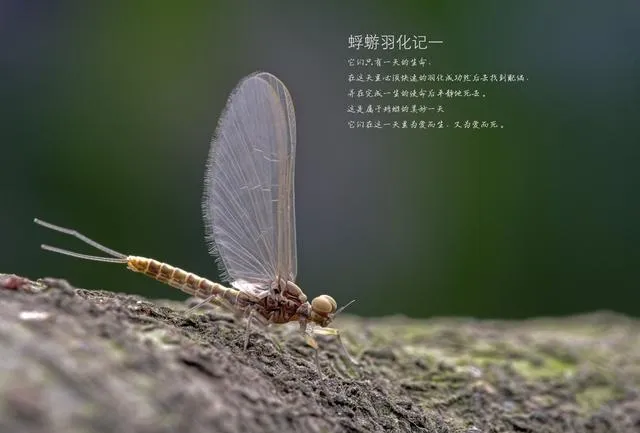 摇摇晃晃两亿年，长大只能活一天，朝生暮死说的就是它