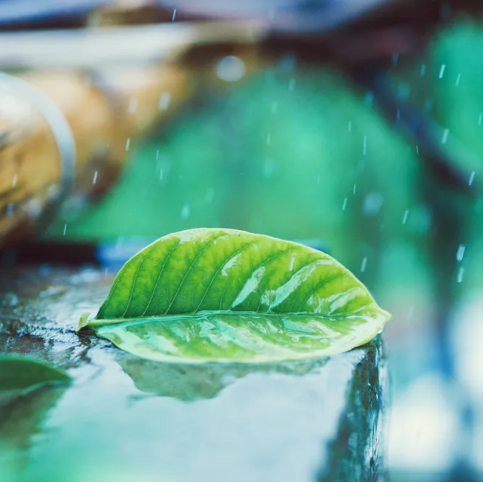 让小雨驱散夏日的炎热-第5张图片-非凡网