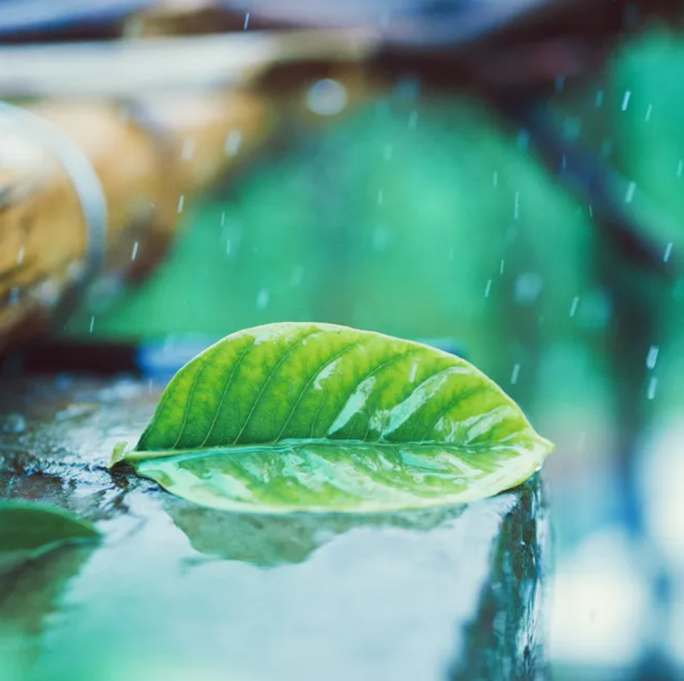 有关小雨的诗词，让小雨驱散夏日的炎热-第7张图片-诗句网