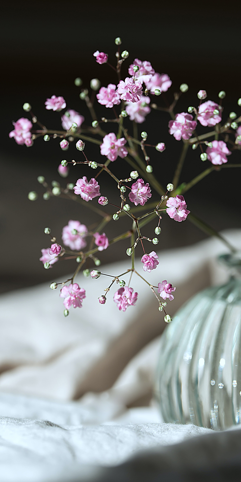 满天星壁纸静默美丽灿若星辰 资讯咖 满天星壁纸静默美丽灿若星辰 资讯咖