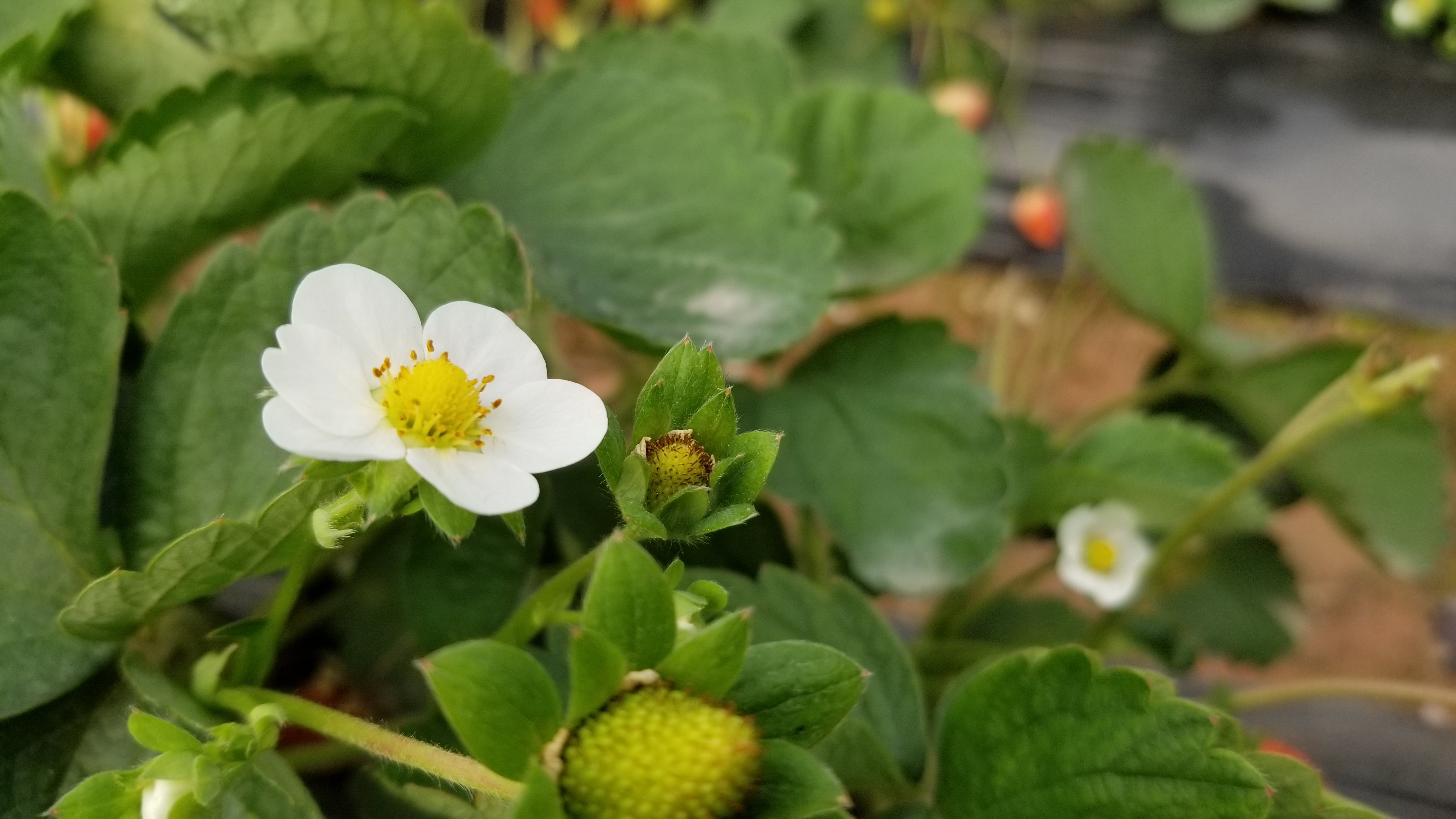 广东的一个草莓园！老板说在地里可以免费吃饱了再上来！
