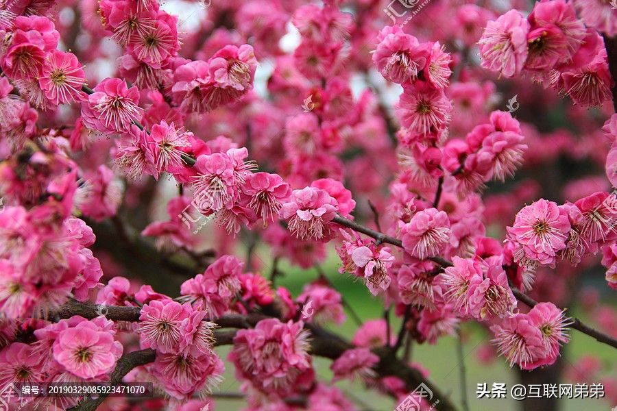 咏梅的诗词300首，赞美梅花傲骨的诗句