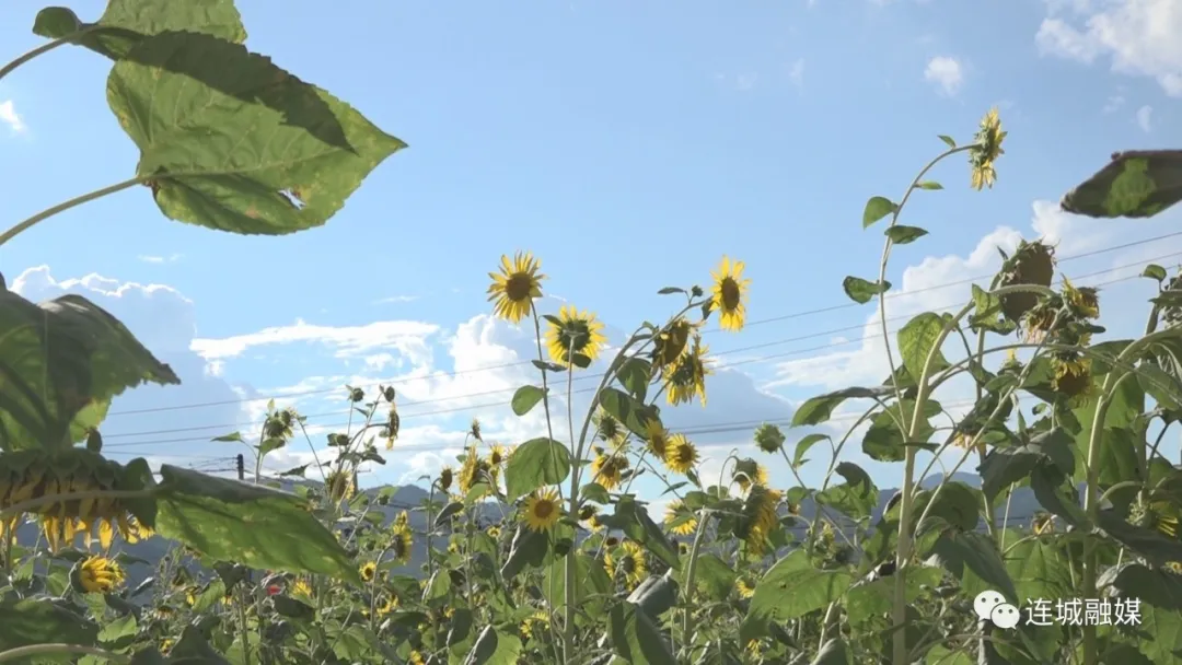 连城：向日葵绽放 盛夏美景如画