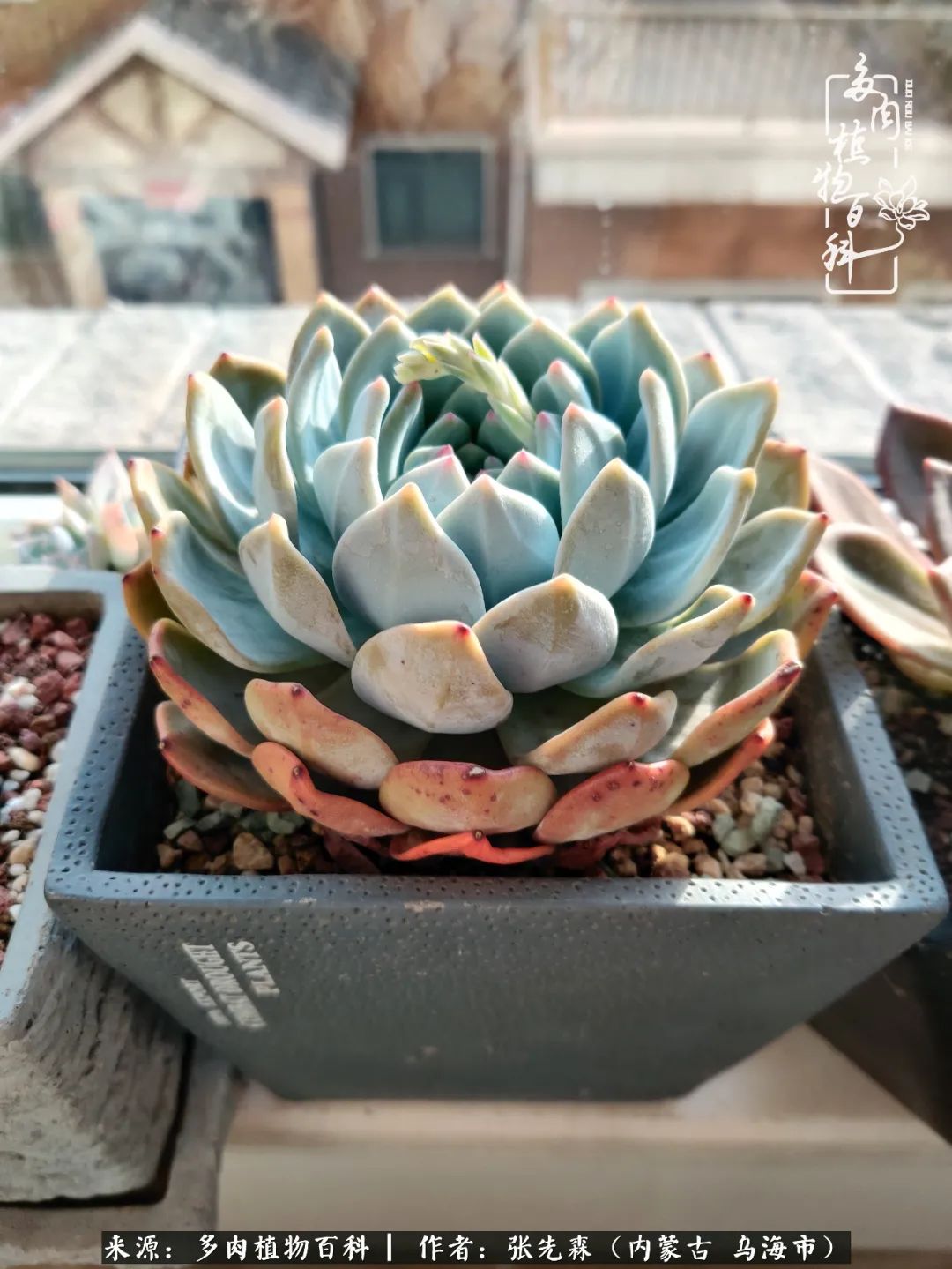 吸取教訓 不斷探索 英語老師的多肉碎碎念 多肉植物百科 Mdeditor