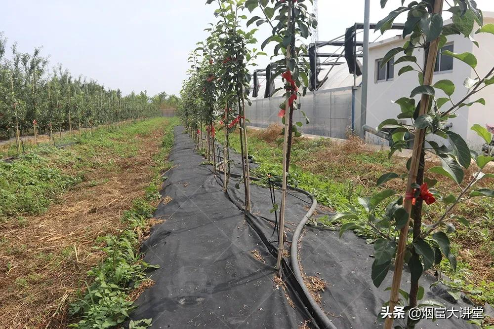 七月苹果幼树管理:促控结合实现早丰产、早结果