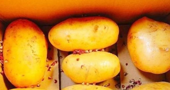 图片[4]-保存土豆方法 只需2种调料 放1年不长芽不变绿-起舞食谱网