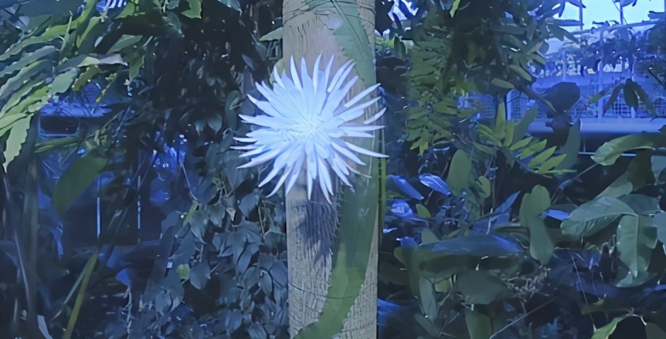 高考英语阅读理解专项训练题 英国剑桥大学植物园罕见仙人掌首次开花