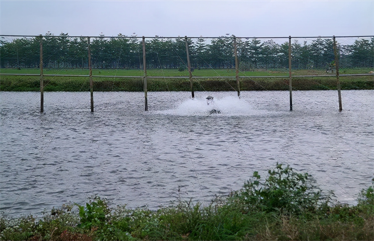 "—腹水病"大肚子病"_淡水鱼类_西南渔业网 水花鱼 水产养殖专业网