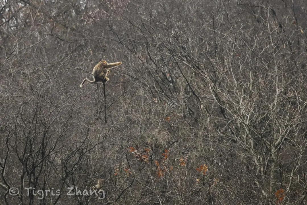 冰雪世界里的奇幻森林——唐家河、卧龙自然观察记