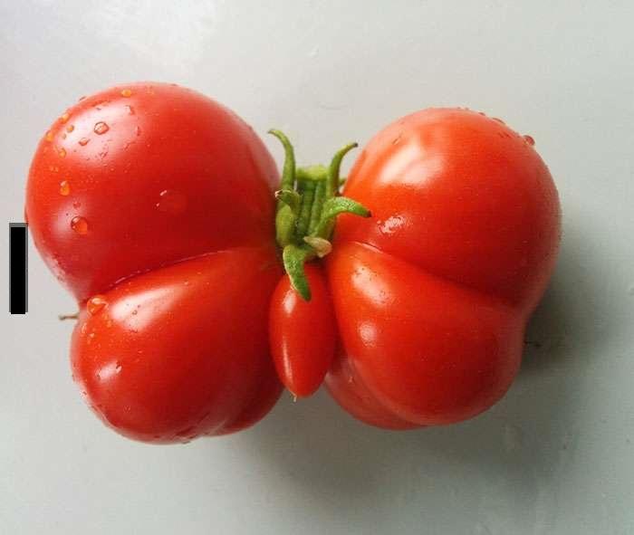反季節(jié)蔬菜吃了健康嗎？這類食物安不安全？專家這樣說(shuō)