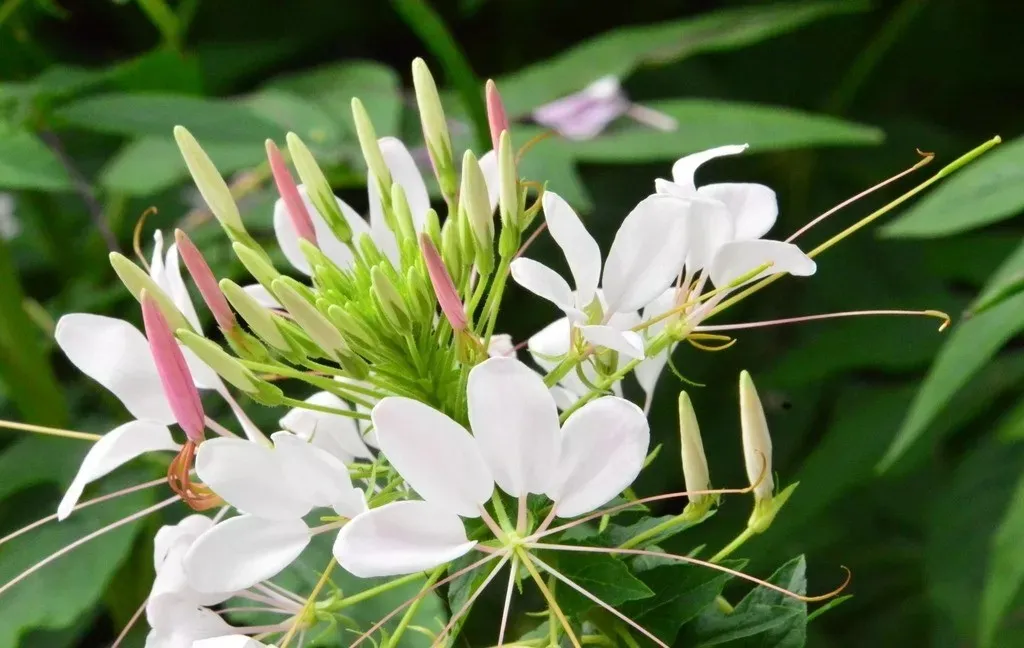 夏天在院子里种这10种花，花园想不好看都难了