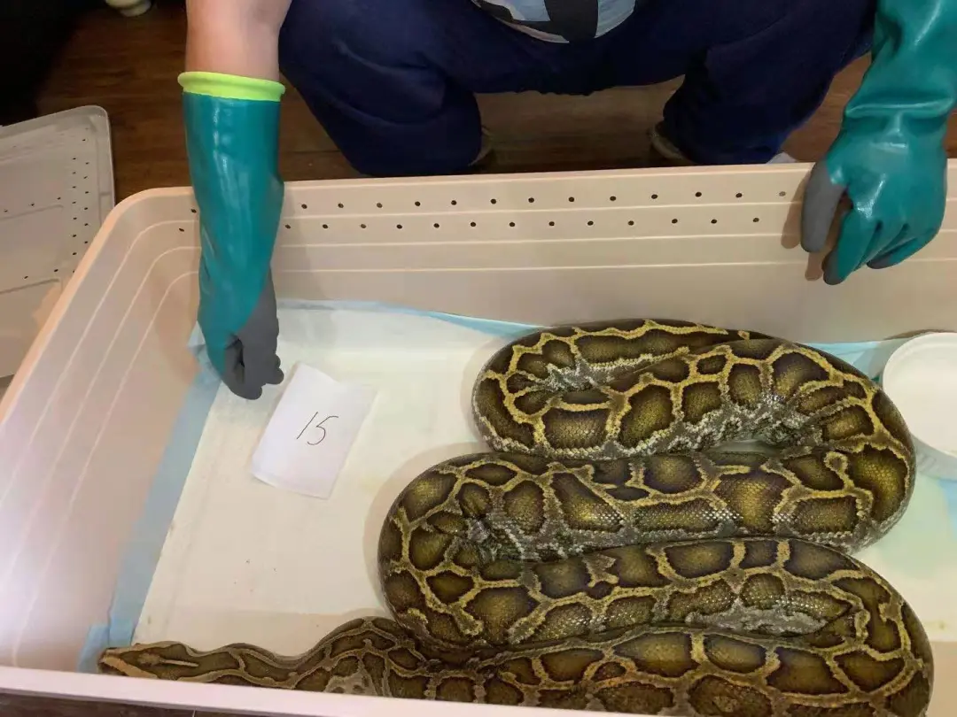 奇葩邻居通州一小区居民家中盘踞20多条蟒蛇竟是为了干这事