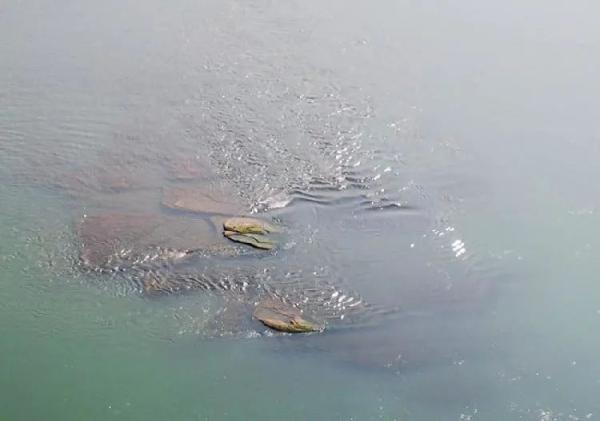 长江底下的“莲花石”在今年再度出水，有史可查的仅出现18次