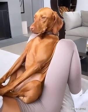 Happy blessing cummer is junior become famous, with former love each other old, like Le Fusong's dog now