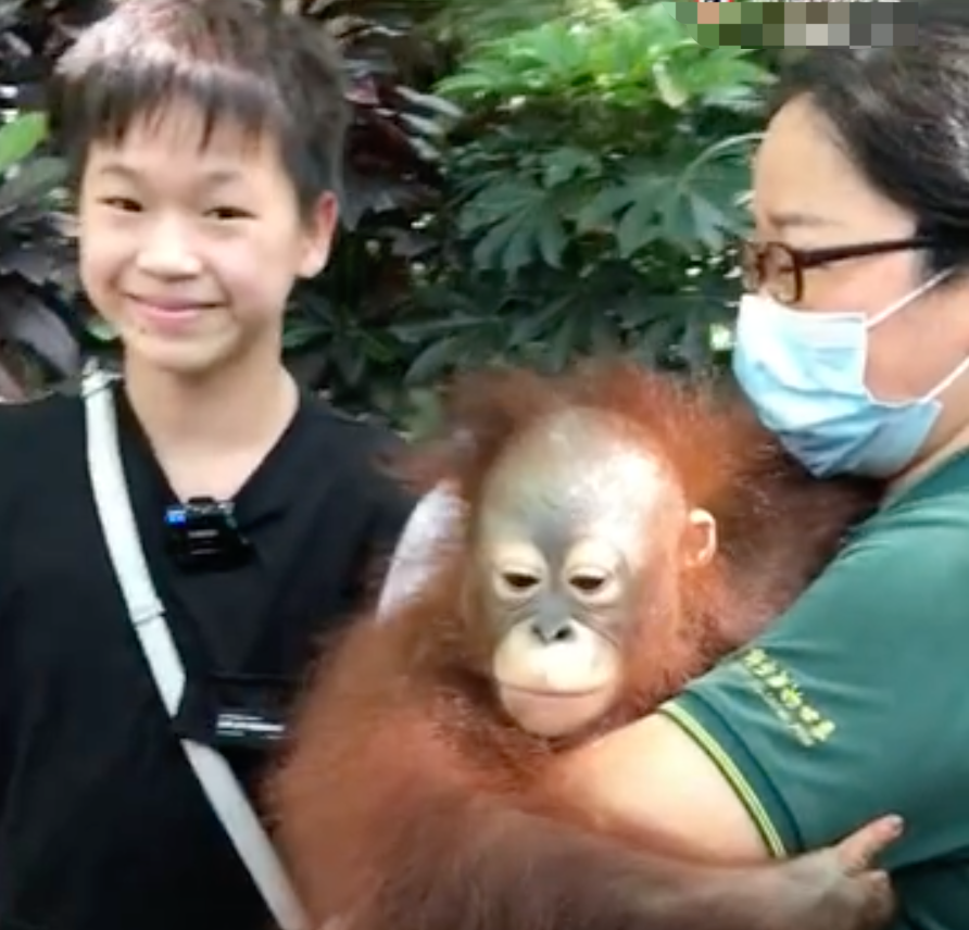 奥运冠军全红婵游动物园，喂食长颈鹿吓到后退，模仿猩猩逗笑众人