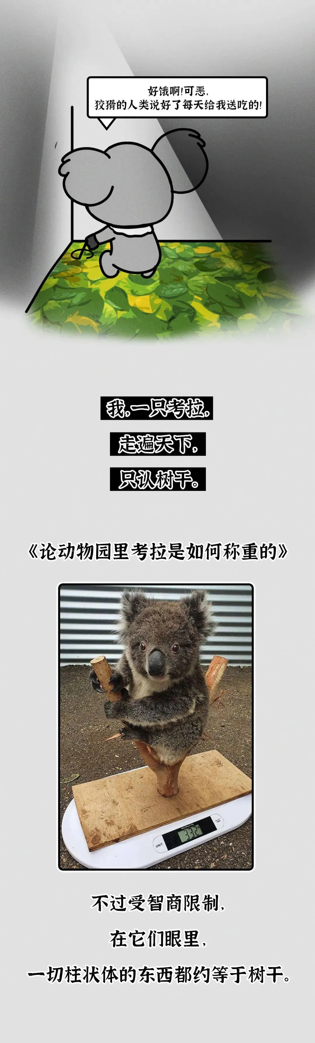 吃屎長大，一生嗑“毒”，這么萌的動物卻這么慘？