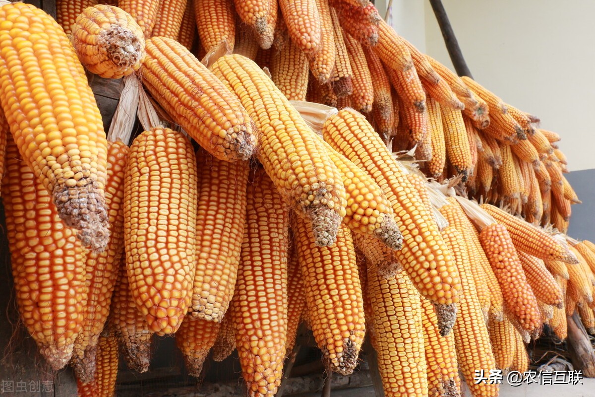 采购美国玉米超800万吨，国内外玉米遭遇“滑铁卢”，还能到2元？