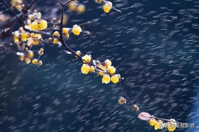 关于梅的诗句大全 梅雪争春未肯降，骚人阁笔费评章图片