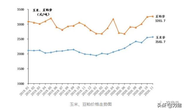 最新！自繁自养头均盈利1538元，仔猪价格每头降至1106元