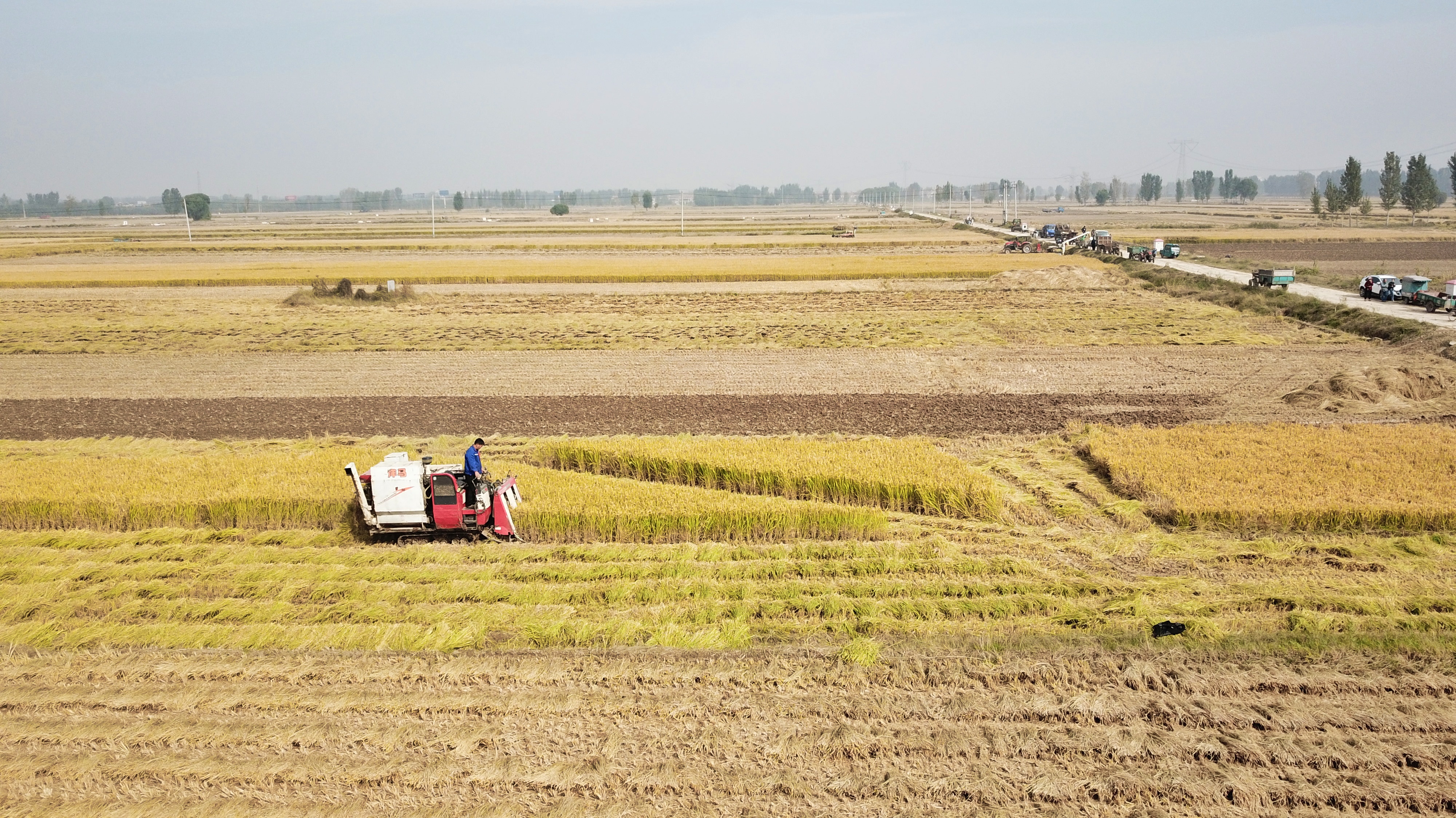 稻花飘香|【段双奇摄影作品】深秋时节看稻花飘香