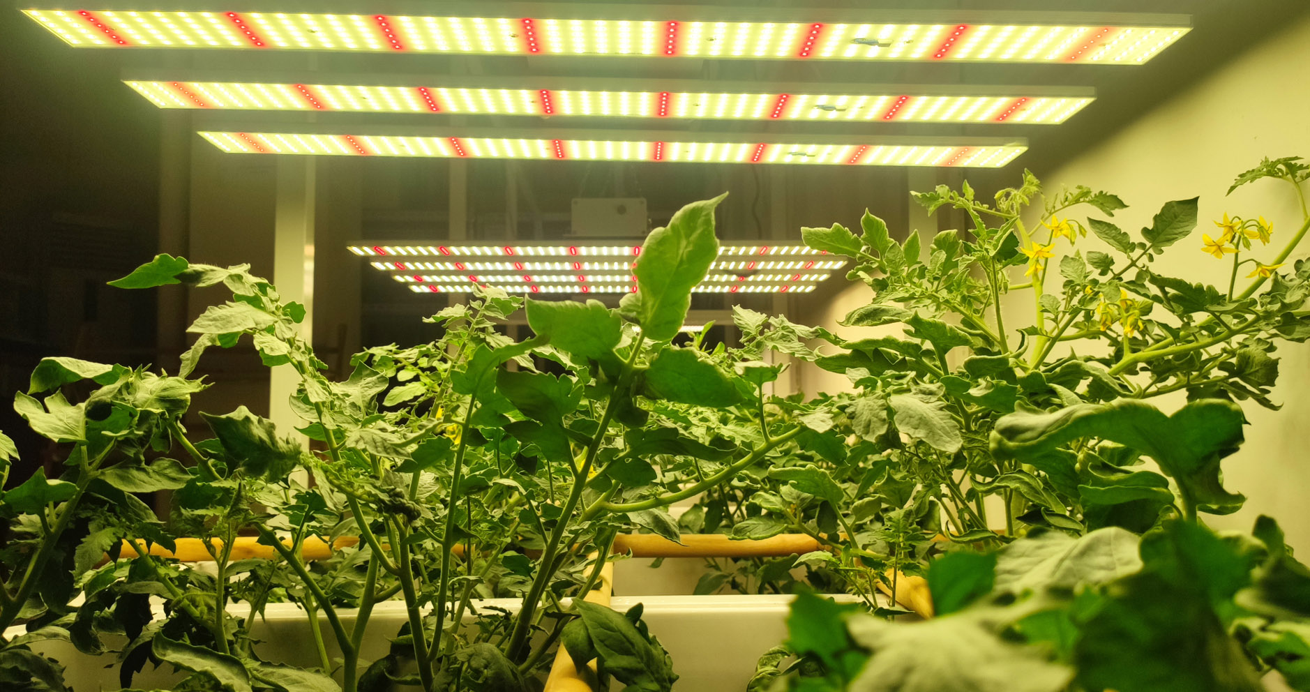 植物生長(zhǎng)燈的這些知識(shí)點(diǎn)你知道嗎？