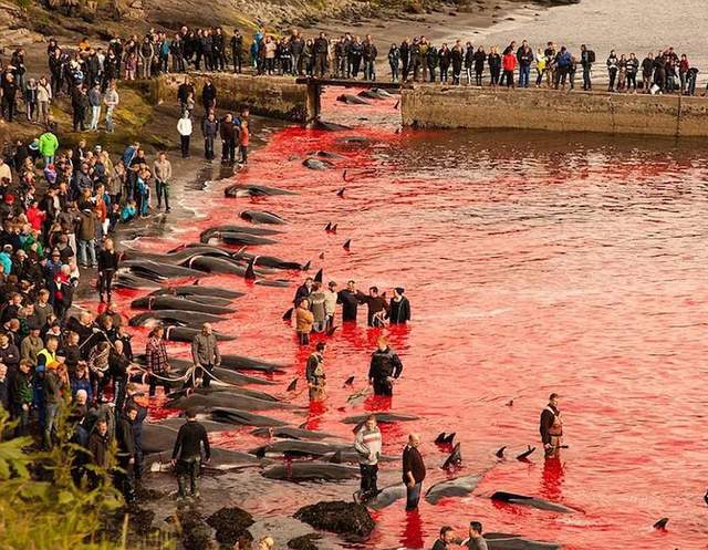 丹麦当代的“捕鲸节”，该换换形式了