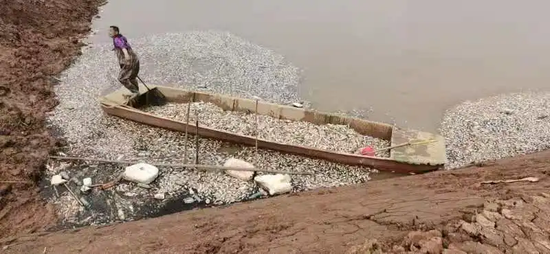 在鄱阳湖附近，大量的鱼因神经中毒而死去