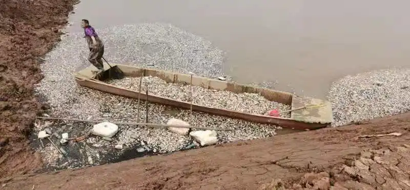 在鄱阳湖附近,大量的鱼因神经中毒而死去