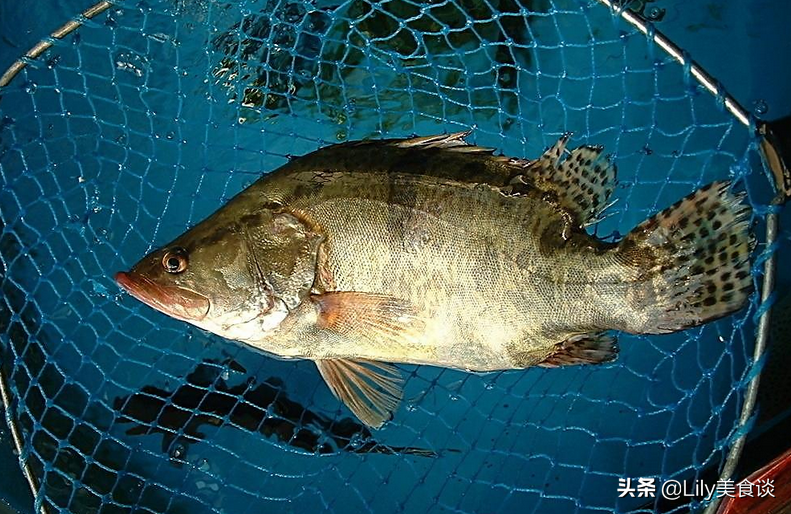 夏天买鱼，懂行人专挑这5种鱼，肉厚刺少营养高，家人爱吃贵也值