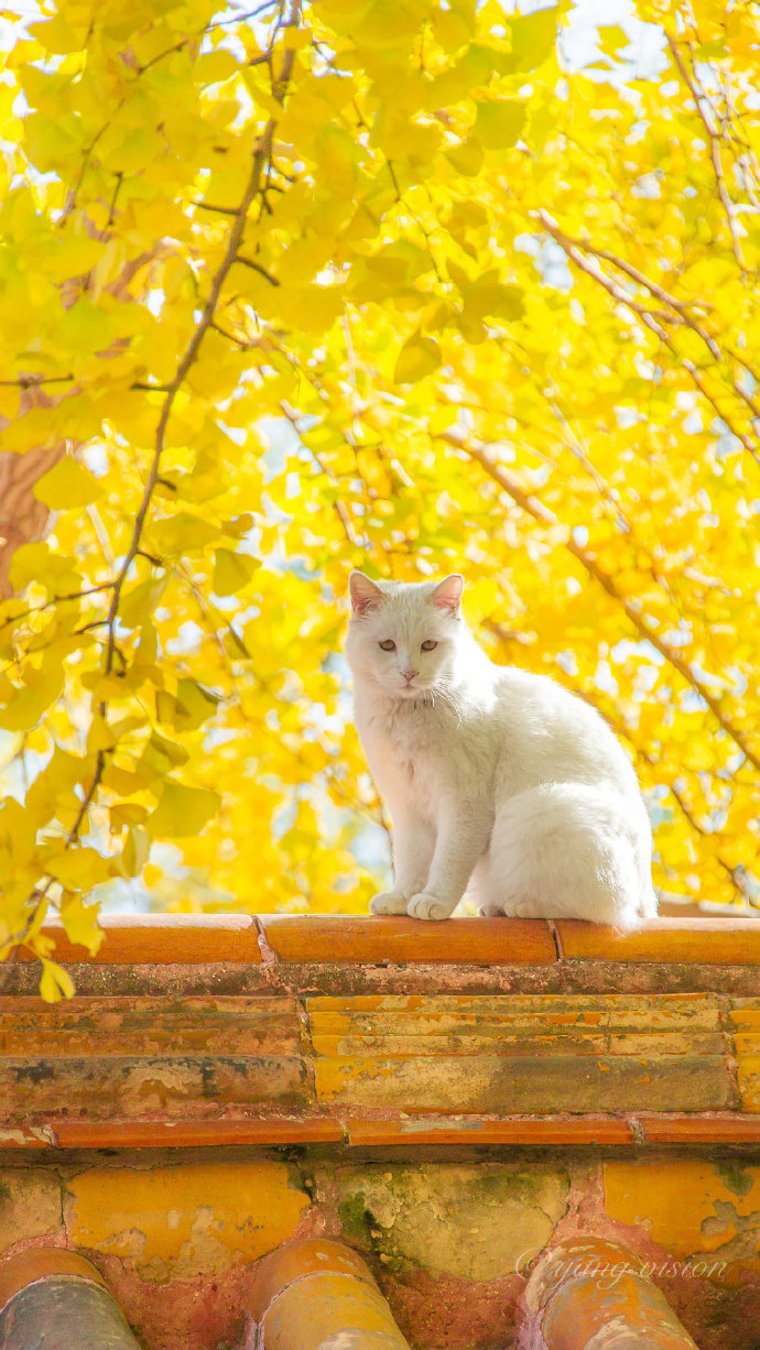 秋季下的美景 银杏树下的白猫 设计 蛋蛋赞