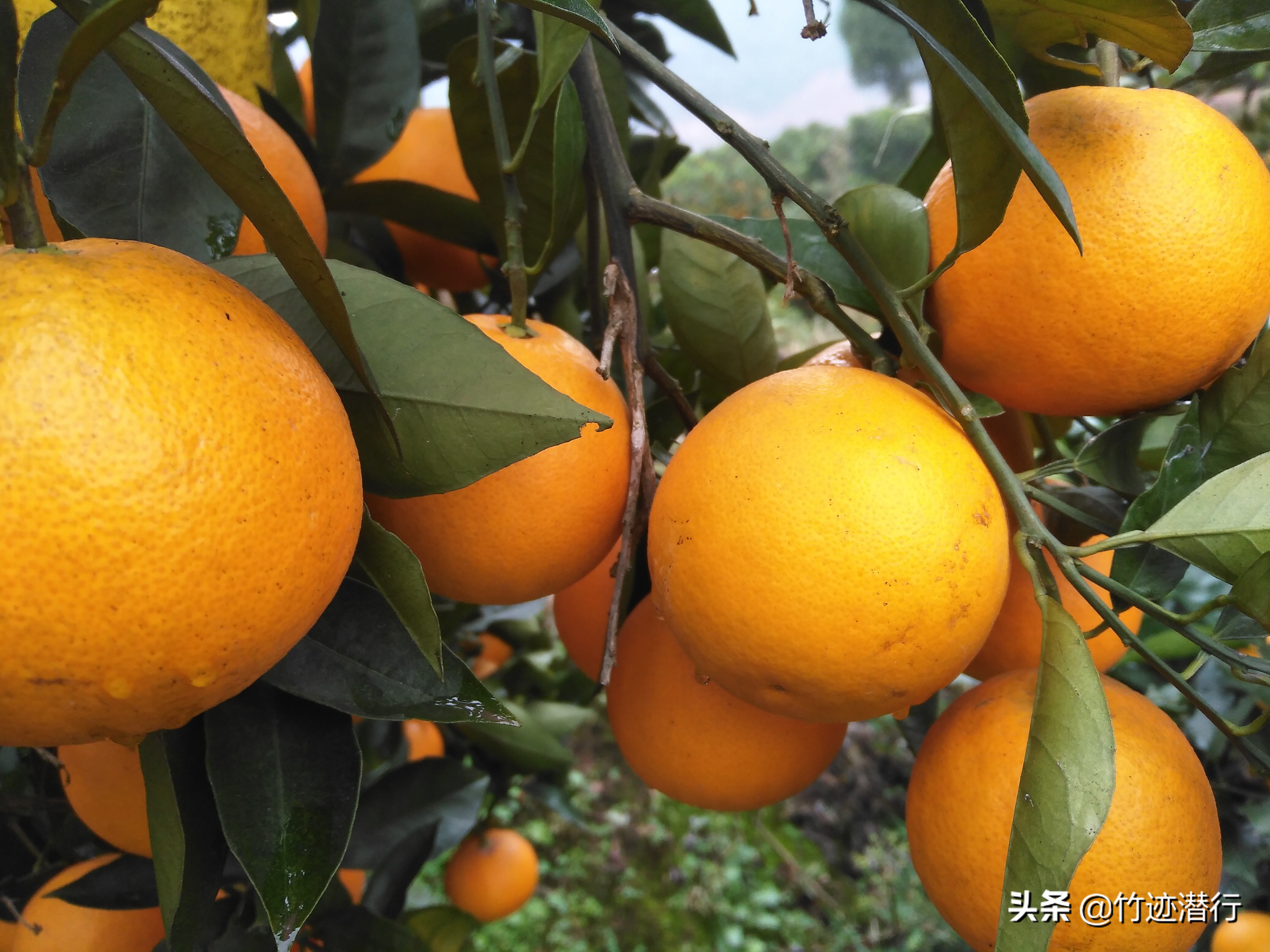 登錄查看大圖