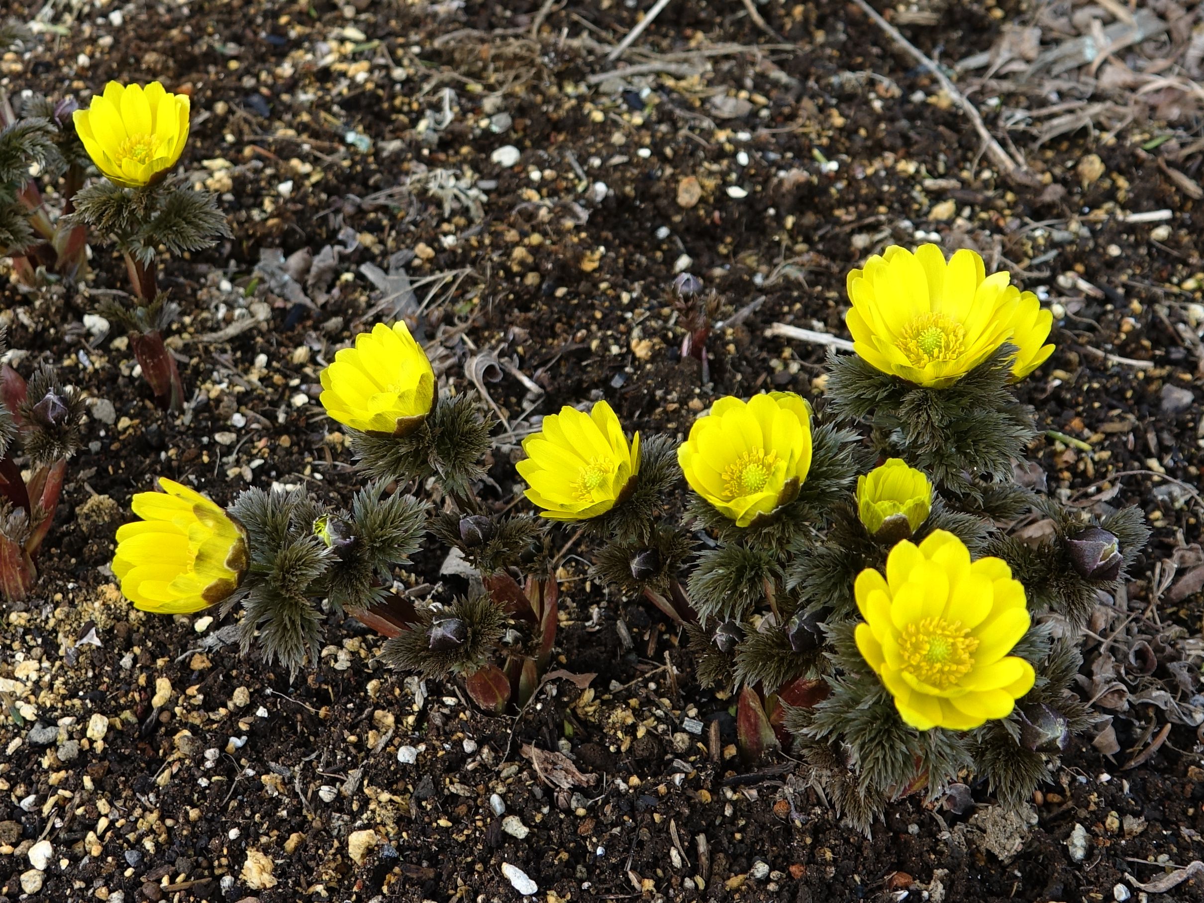 花木春秋68 侧金盏花 雪消即开的冰凌花 新春送喜的福寿草 花木春秋 Mdeditor