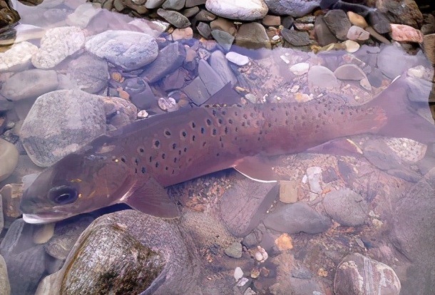 国家二级保护鱼类的十二个品种_淡水鱼类_西南渔业网 水花鱼 水产养殖